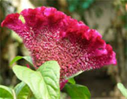 تاج خروس 2