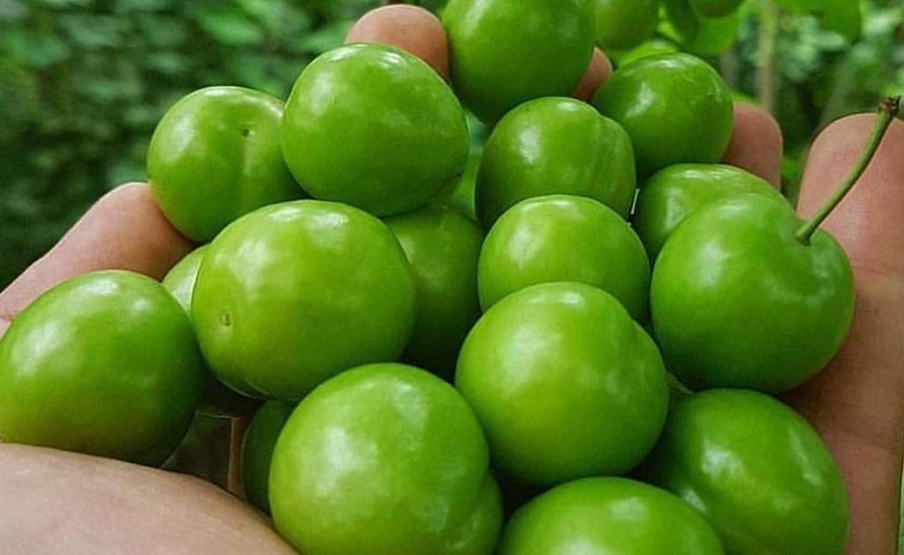 گوجه سبز 1