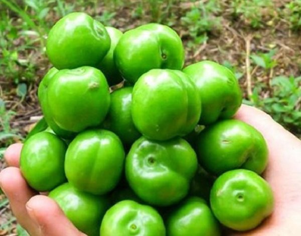 گوجه