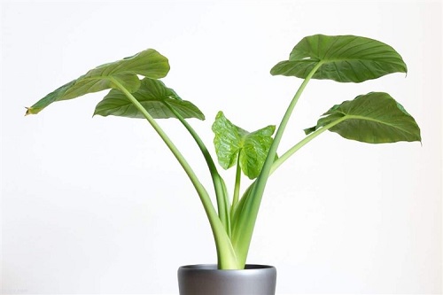 Breeding and maintenance of alucazia or babaadam 5 1