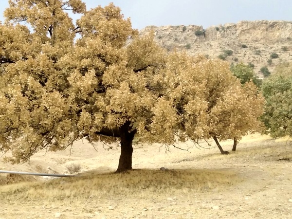 بلوط