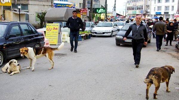 سگ ولگرد