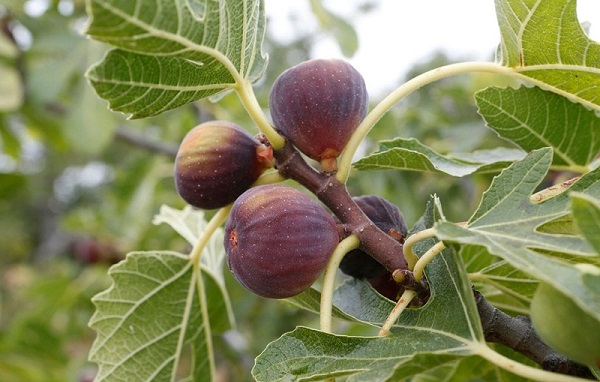 انجیر