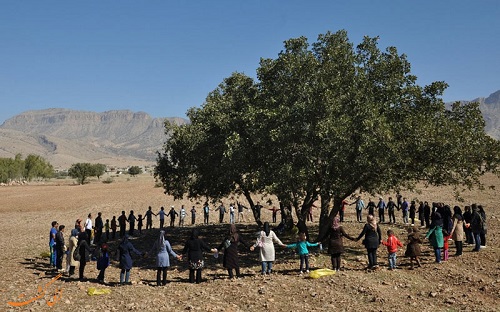 بلوط لرستان