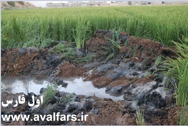 برنج فاضلاب 1