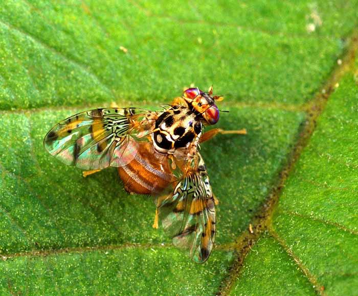 مگس میوه مدیترانه ای