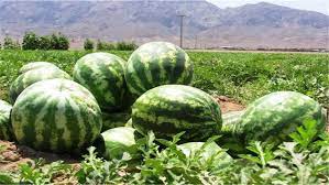 هندوانه صادرات