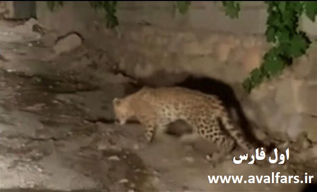 پلنگدنا سی سخت