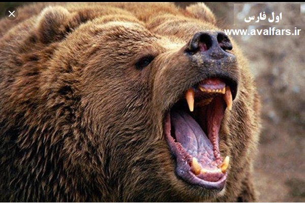 خرس قهوه ای