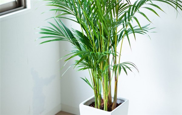 bambo palm 2 1