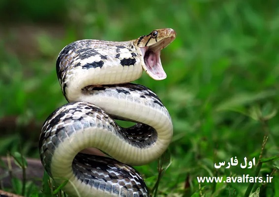 copper headed trinket snake ready to strike indonesia 1220349019 292d8dad2b0646e9aeca3030c7904de5 1
