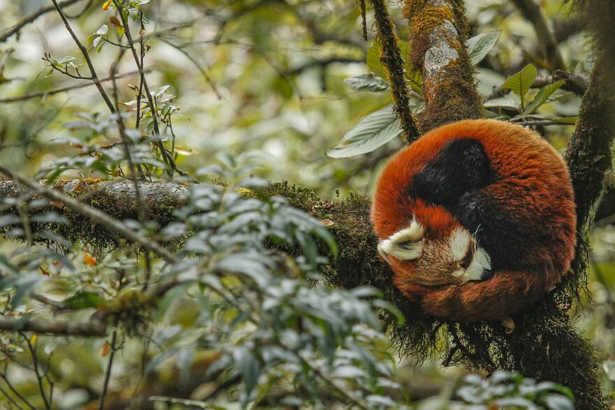 nature in focus photography awards 2022 winners announced 638478c7f17f4 880