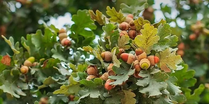 بلوطجنگلزاگرس 3