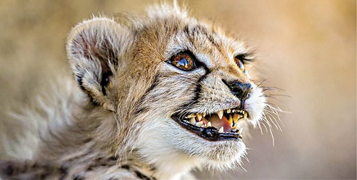 توله یوز 1