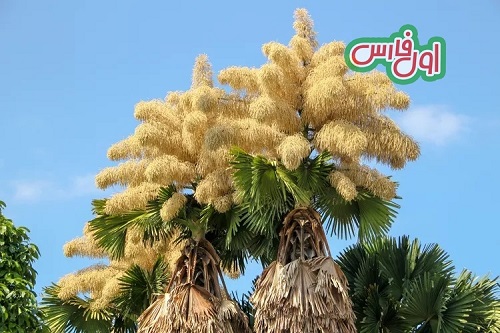 نخل تالیپوت Corypha umbraculifera 1