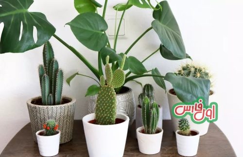 potted plants at home0