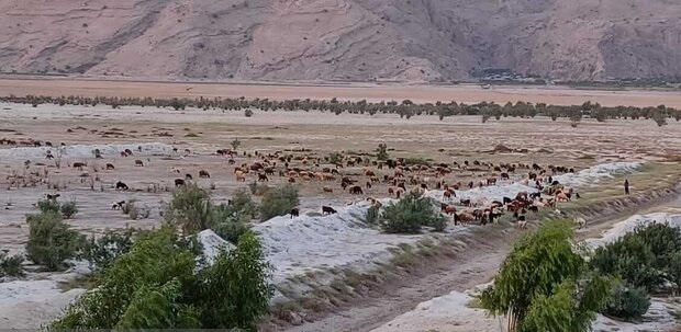 چرای دام پریشان