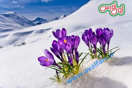 گلبرففال حافظ 1