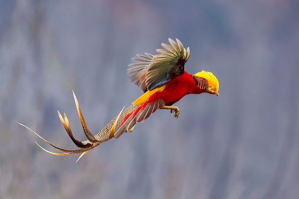 Top 10 Most Beautiful Birds in the World 1 1