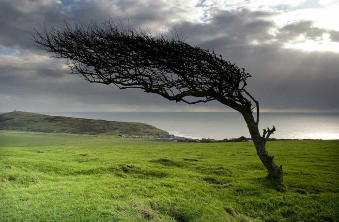 Windbreak 8