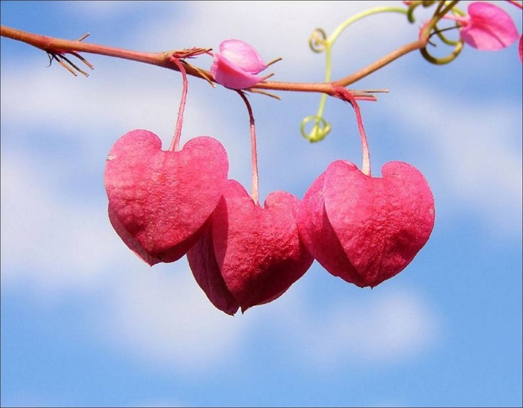 فال حافظعشقعاشقی