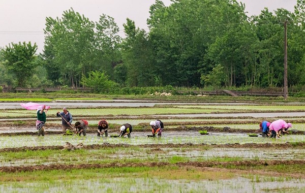 کشت برنج
