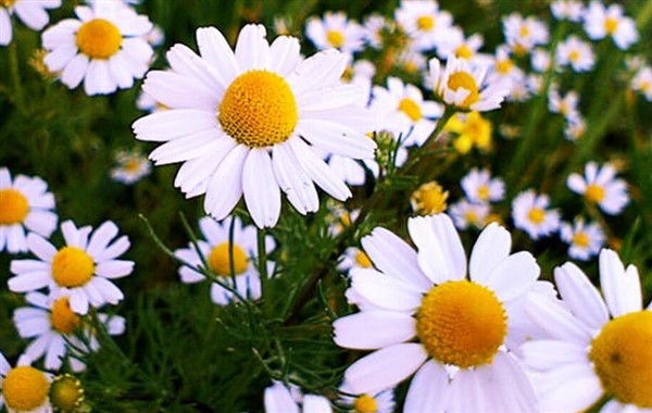 flowerseed2