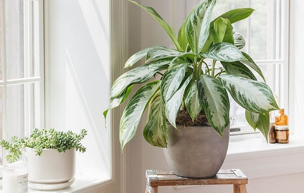 houseplant spring care 3