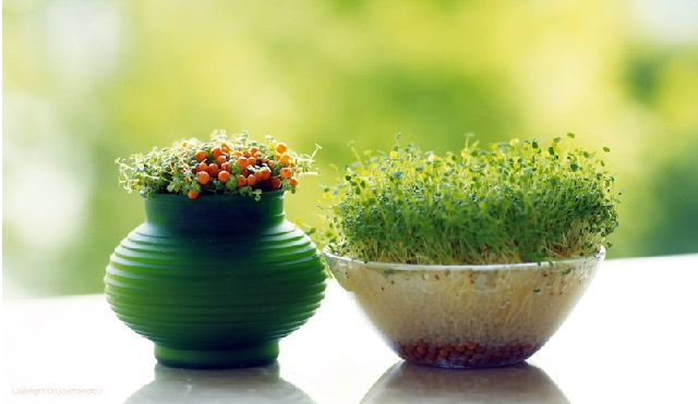 sabze eyd norouz 7