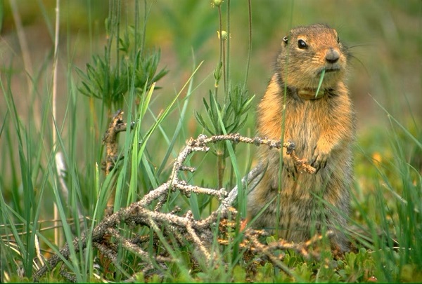 female arctic ground squirrel01 1