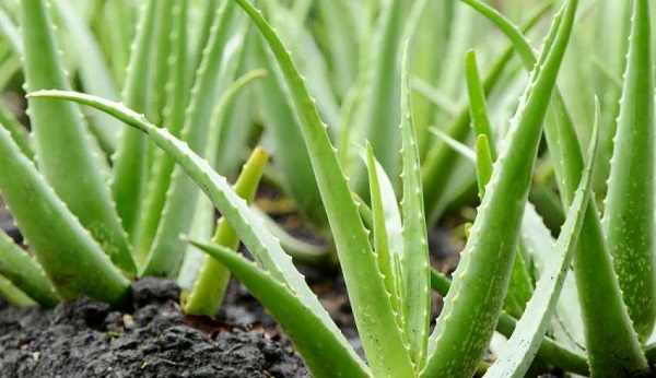 planting aloe vera