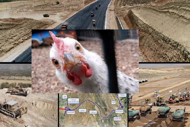 خبر مرغ و آزاد راه