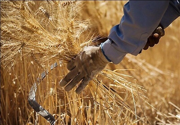 قیمت خرید تضمینی گندم