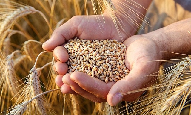 قیمت گندم 1