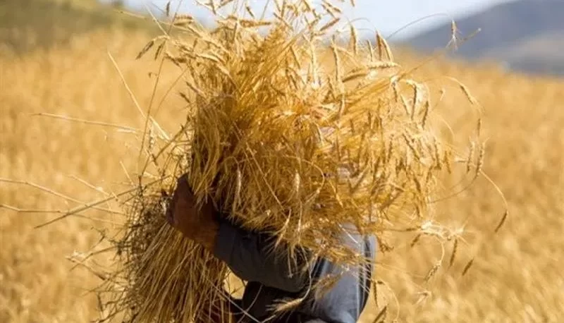 قیمت گندم