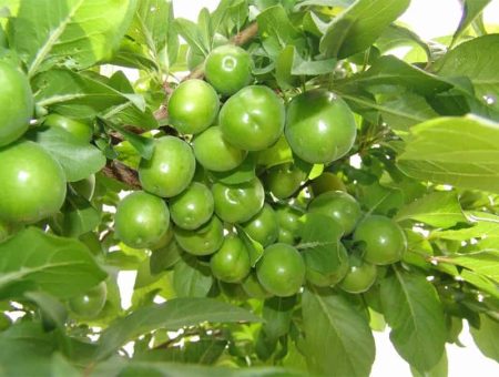 گوجه سبز
