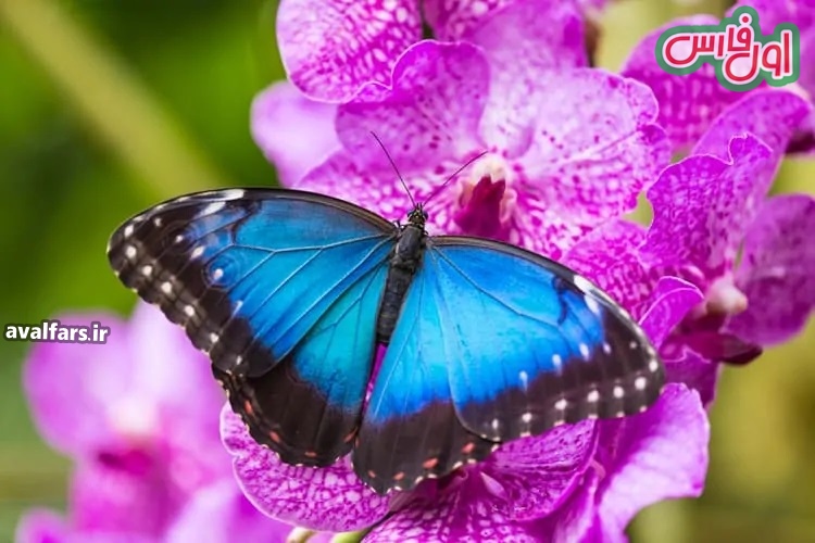 15 تا از زیباترین پروانه های جهان که از دیدن شان سیر نمی شوید+15 of the most beautiful butterflies in the world that you can't get enough of seeing