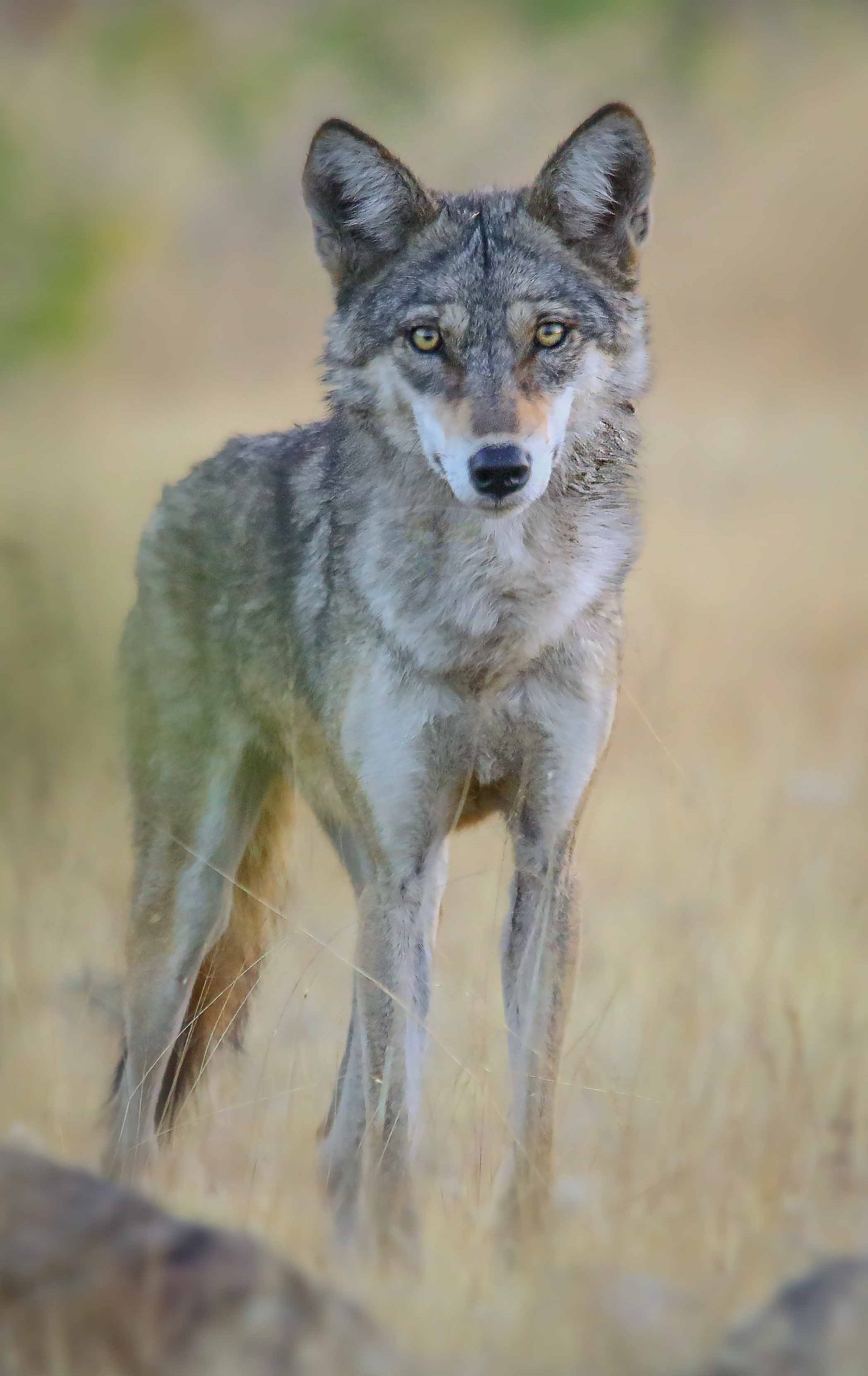 Indian wolf گرگ هندی scaled