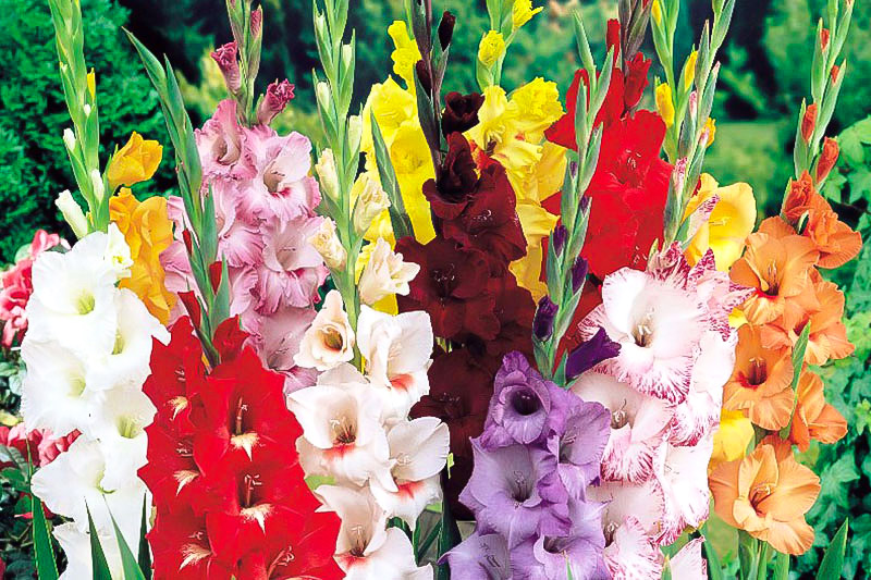 gladiolus