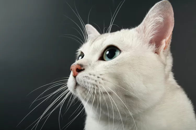 portrait of beautiful white burmilla looking up black background 495381097 8202bb60c75949529eb48060044ed0b5