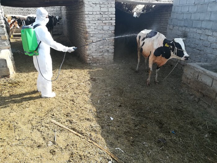 تب کریمه کنگو 2