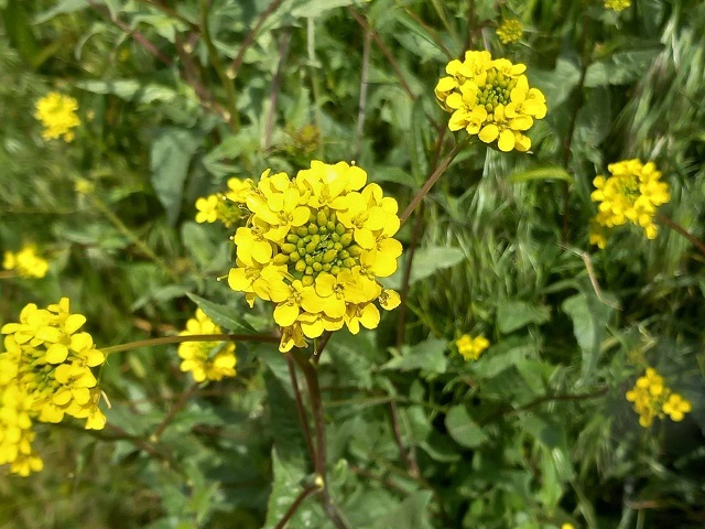 خاکشیر
