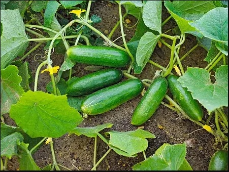 خیار