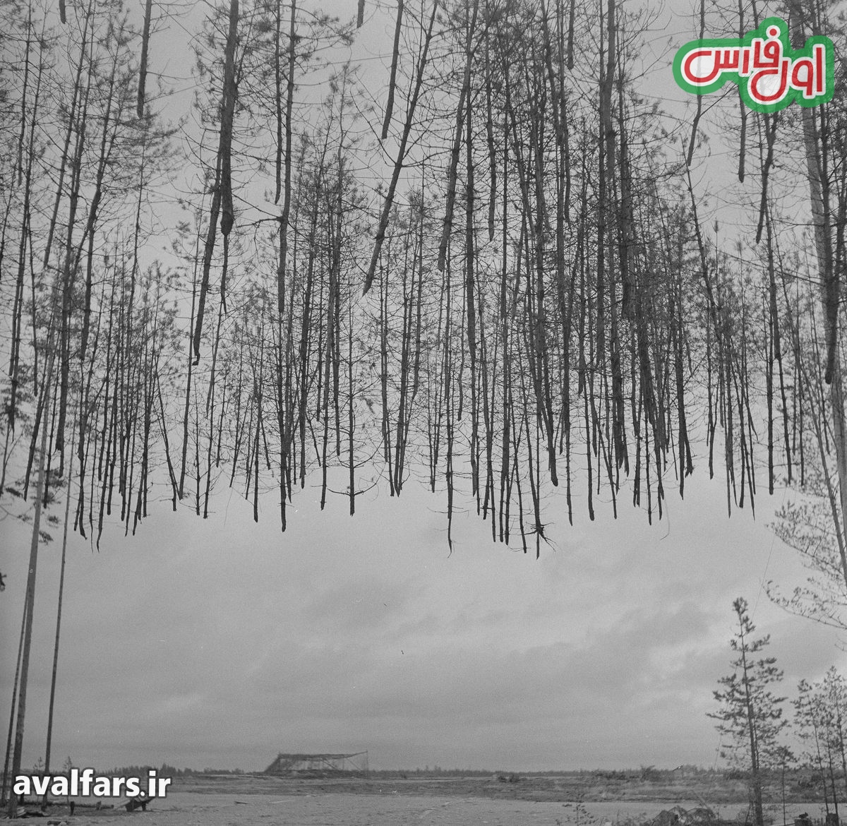 درختانی که پرواز می کنند 5