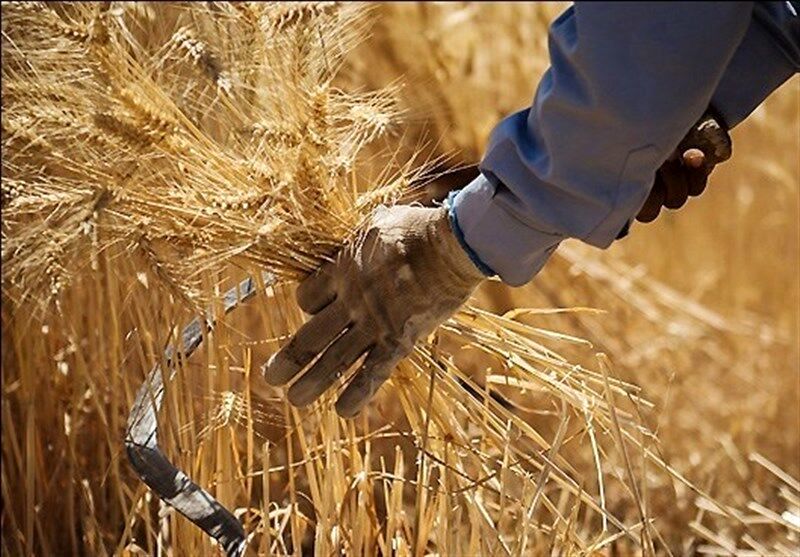 قیمت گندم