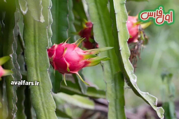 میوه درخت اژدها 1