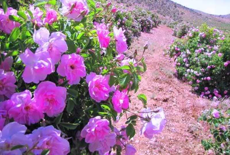 گل محمدی