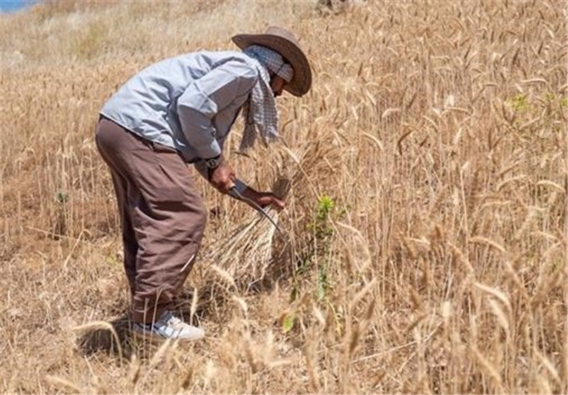 شرط سرپرست وزارت جهاد کشاورزی برای افزایش قیمت خرید گندم کشاورزان و اجرای دستور رئیسی