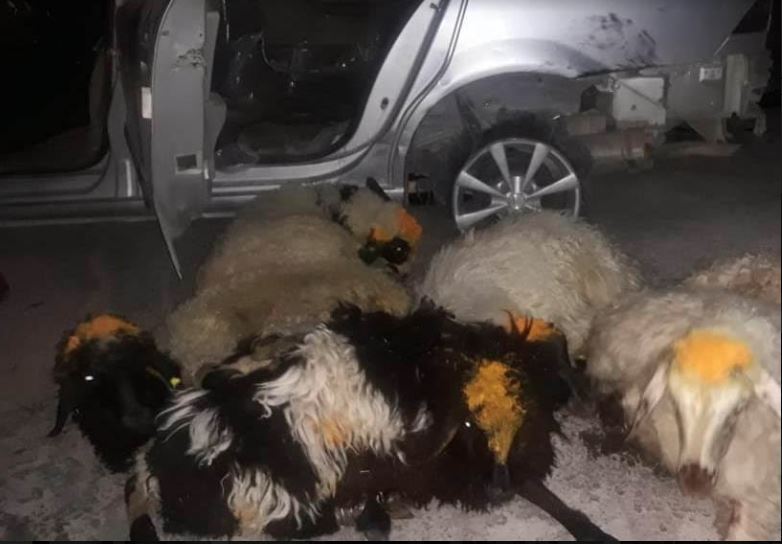 گوسفند شوتی