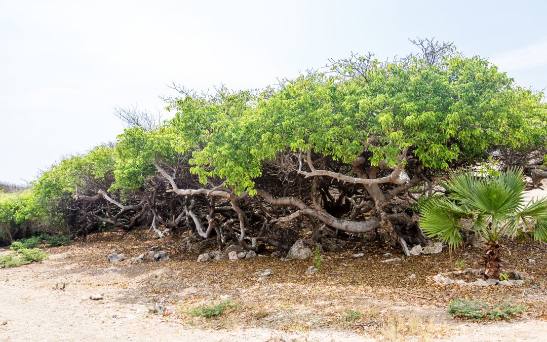 manchineel tree Poisonous 1080x675 1
